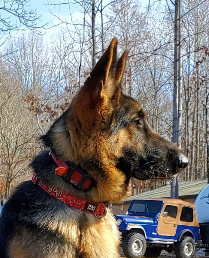 German Shepherd Dog Puppies breeder image 6