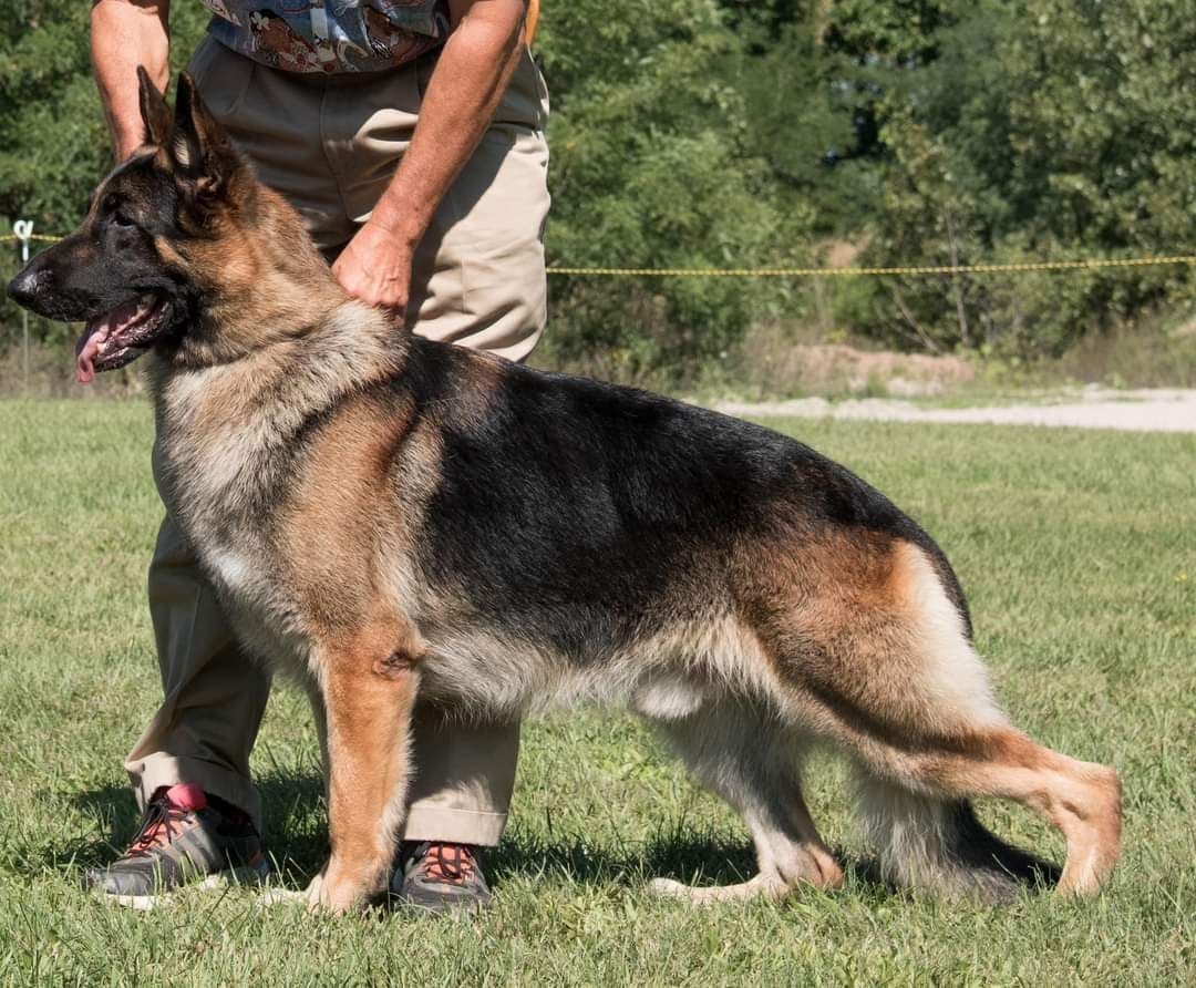 German Shepherd Dog Puppies breeder image 7