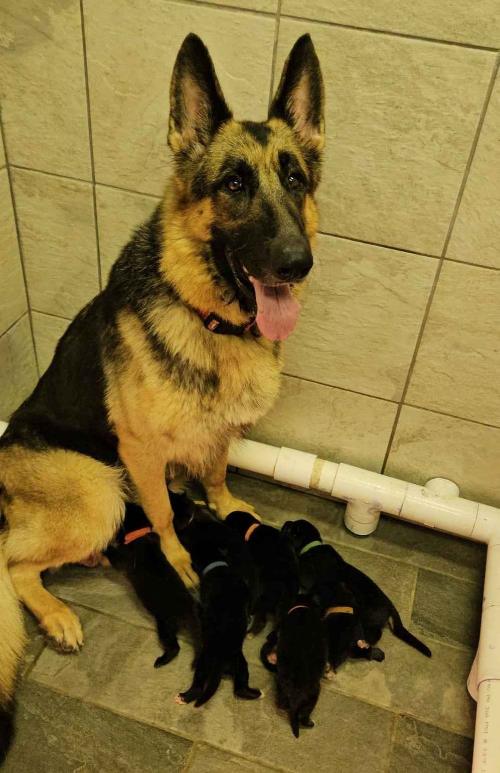 German Shepherd Dog Puppies breeder image 5