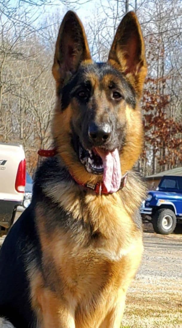 German Shepherd Dog Puppies breeder image 8