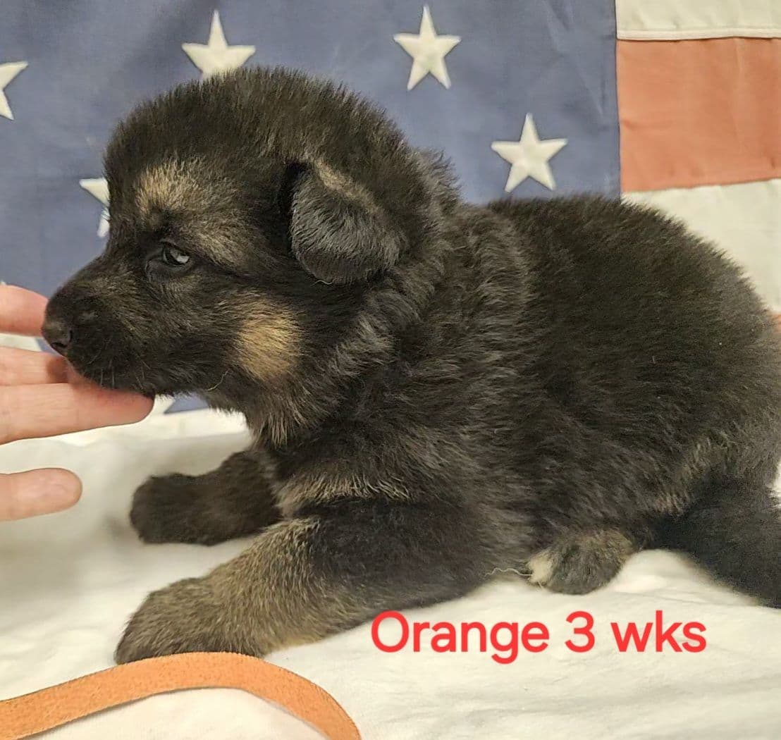 German Shepherd Dog Puppies breeder image 13