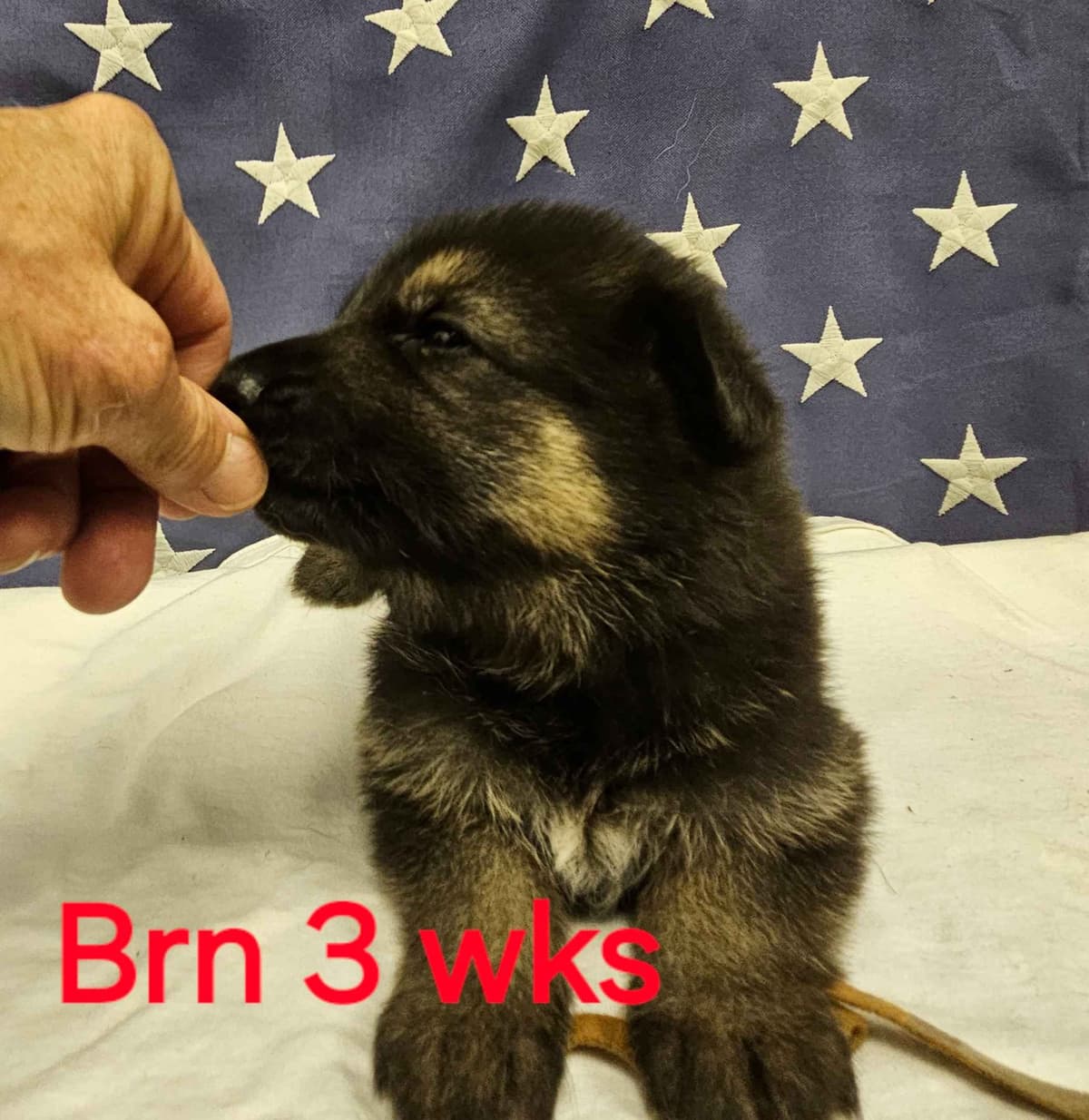 German Shepherd Dog Puppies breeder image 14
