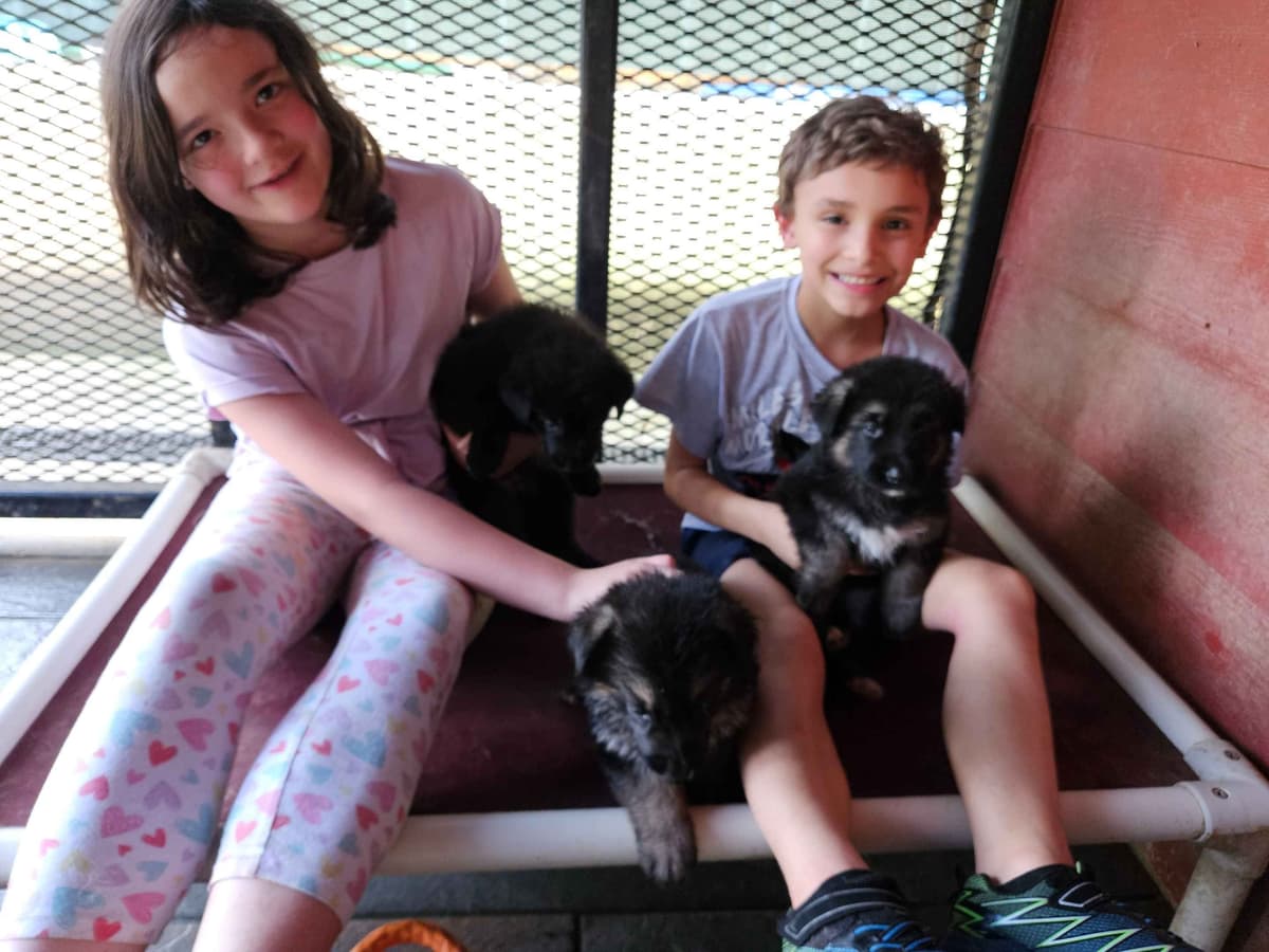 German Shepherd Dog Puppies breeder image 17