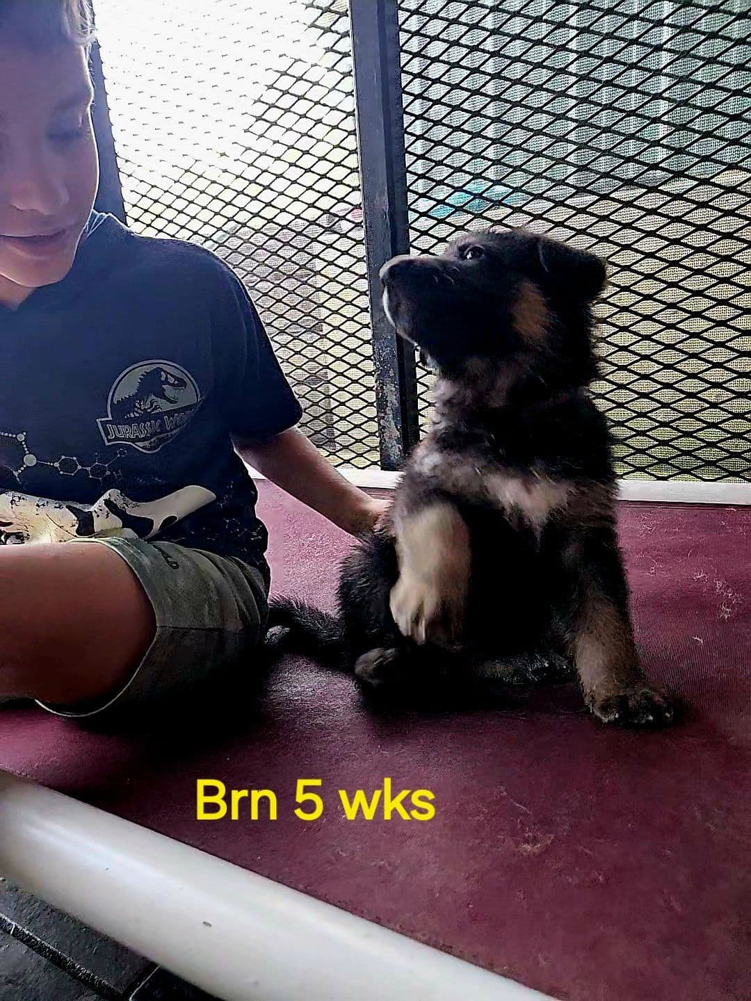 German Shepherd Dog Puppies breeder image 16