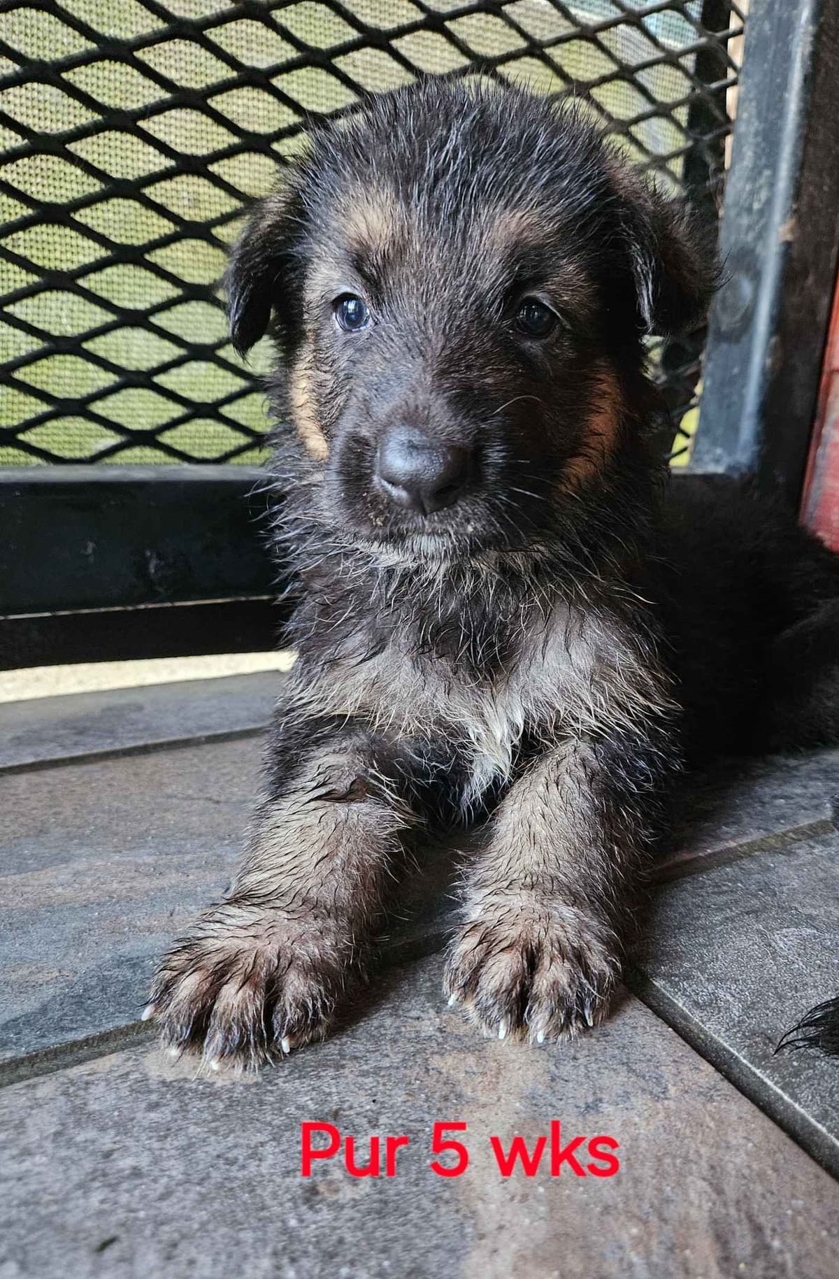 German Shepherd Dog Puppies breeder image 18