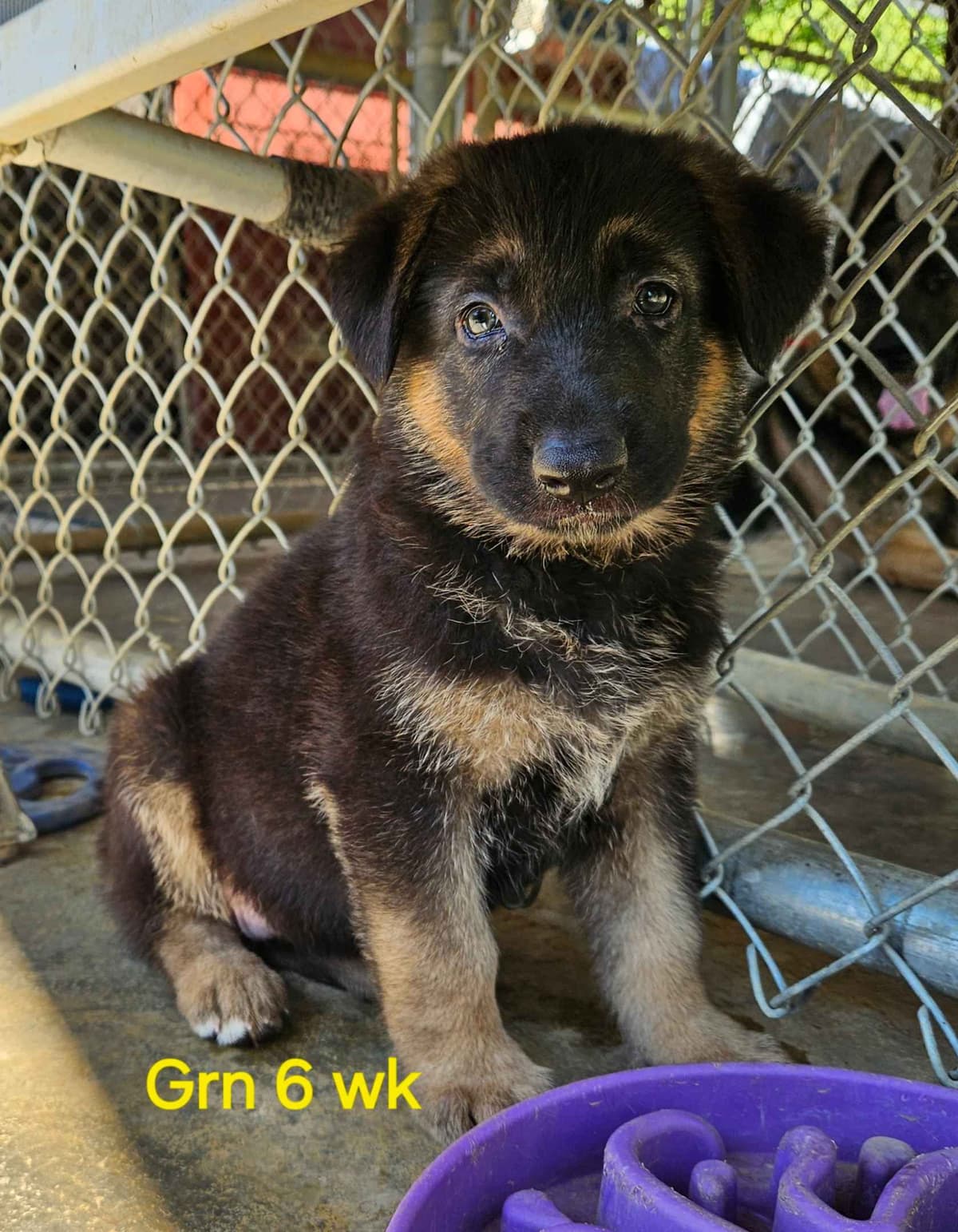 German Shepherd Dog Puppies breeder image 21