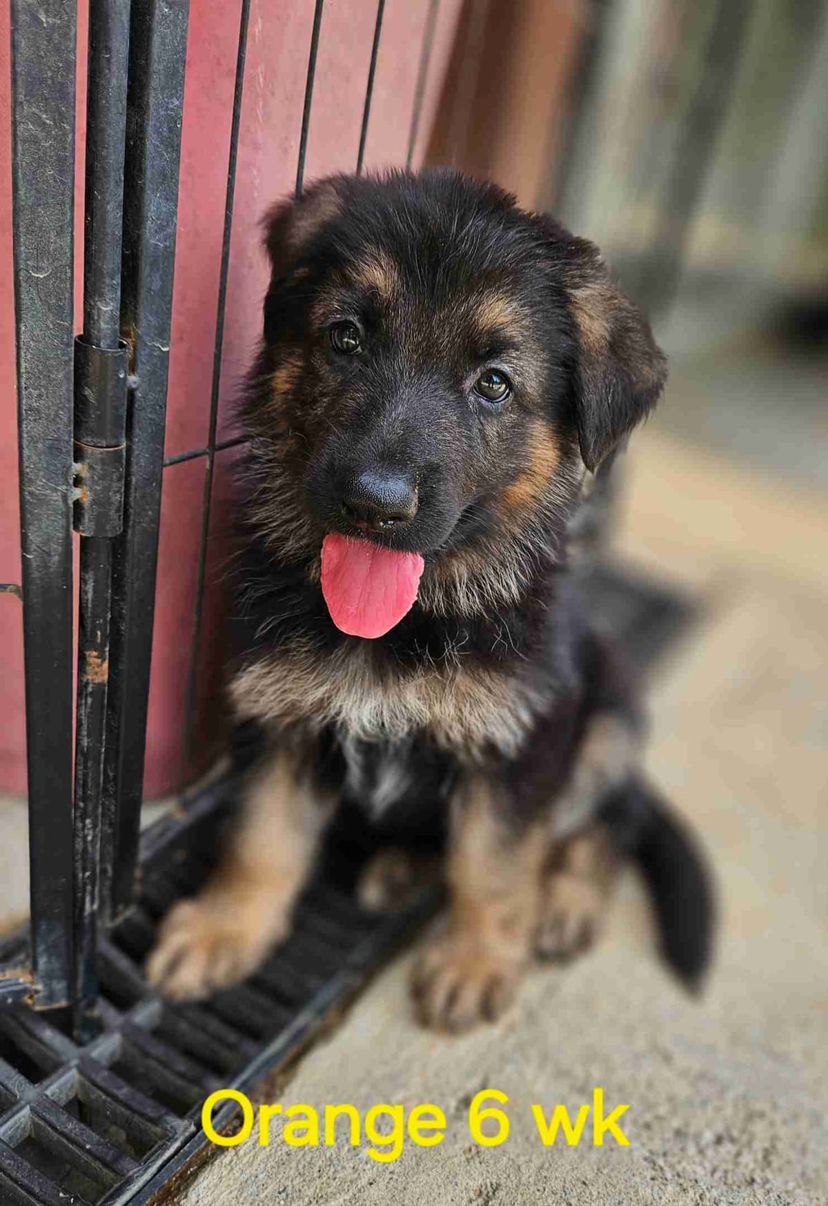 German Shepherd Dog Puppies breeder image 22