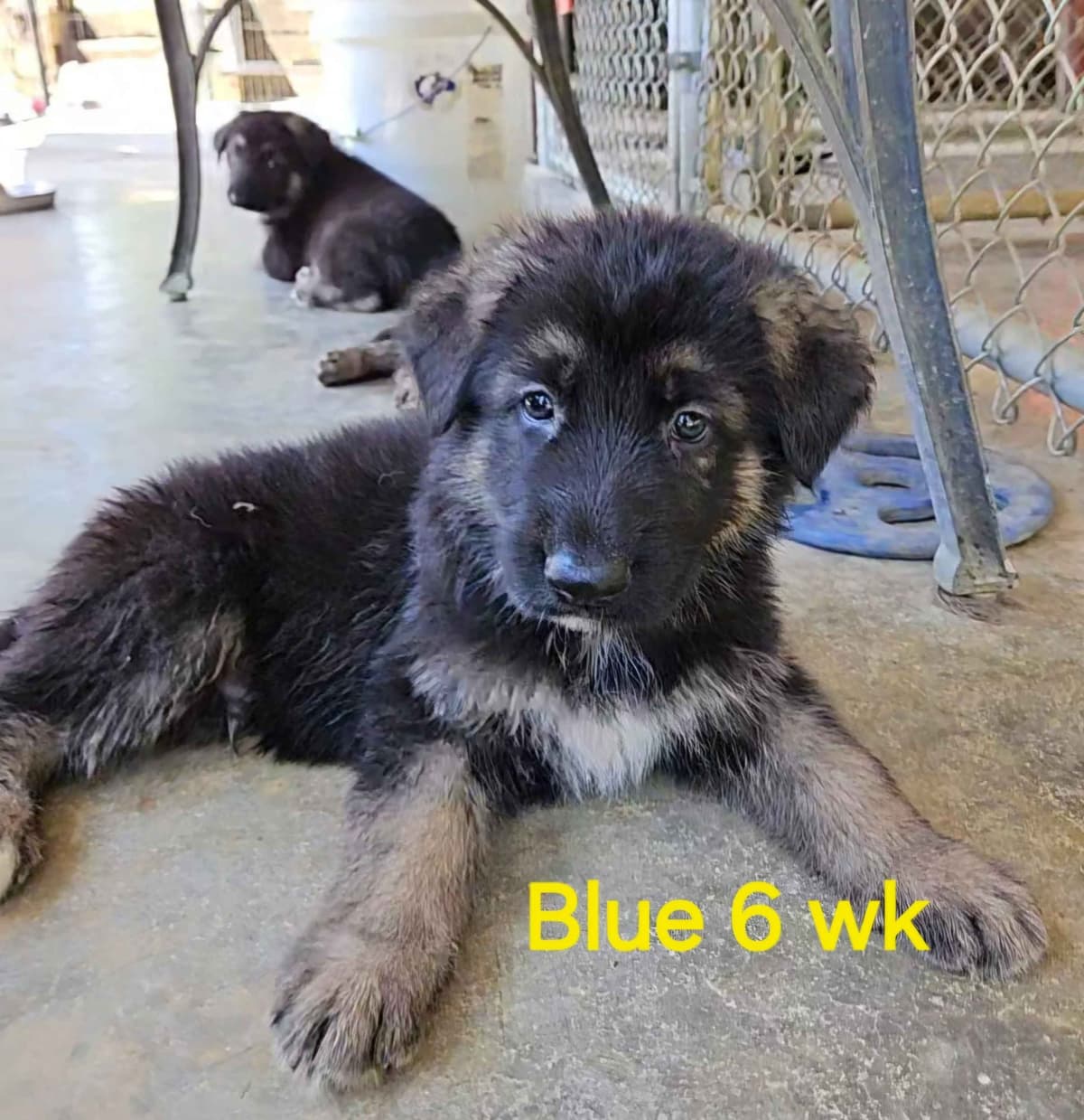 German Shepherd Dog Puppies breeder image 24