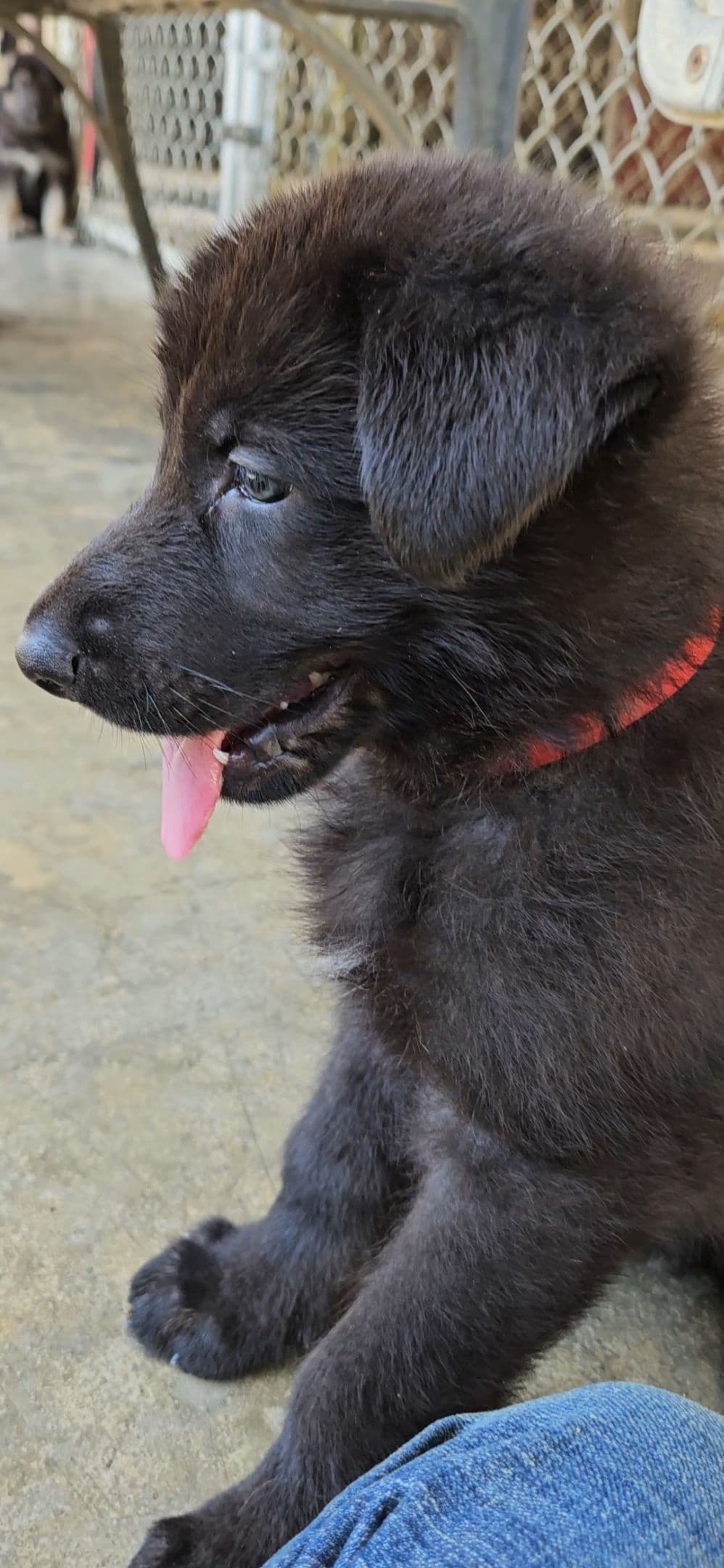 German Shepherd Dog Puppies breeder image 25