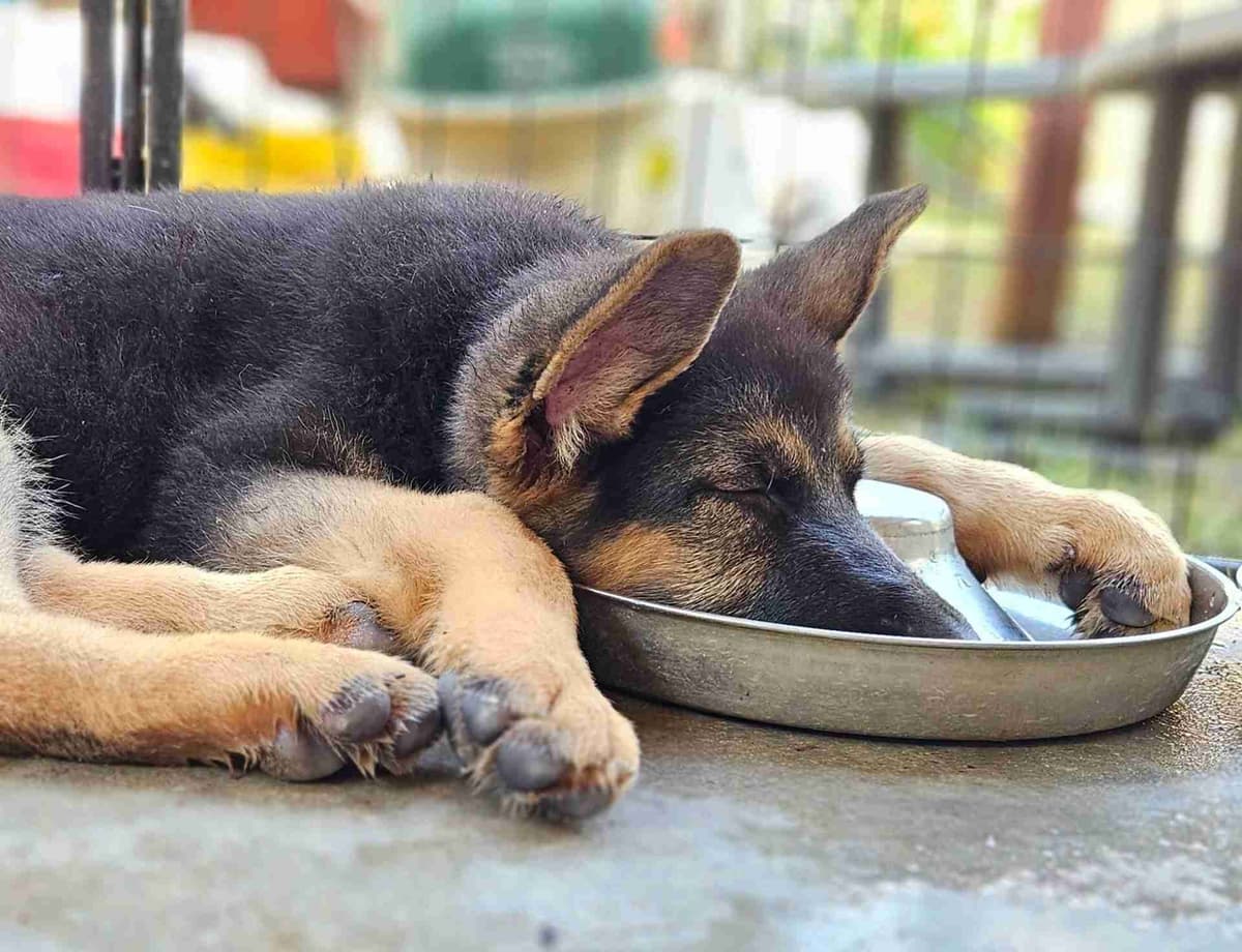 German Shepherd Dog Puppies breeder image 26