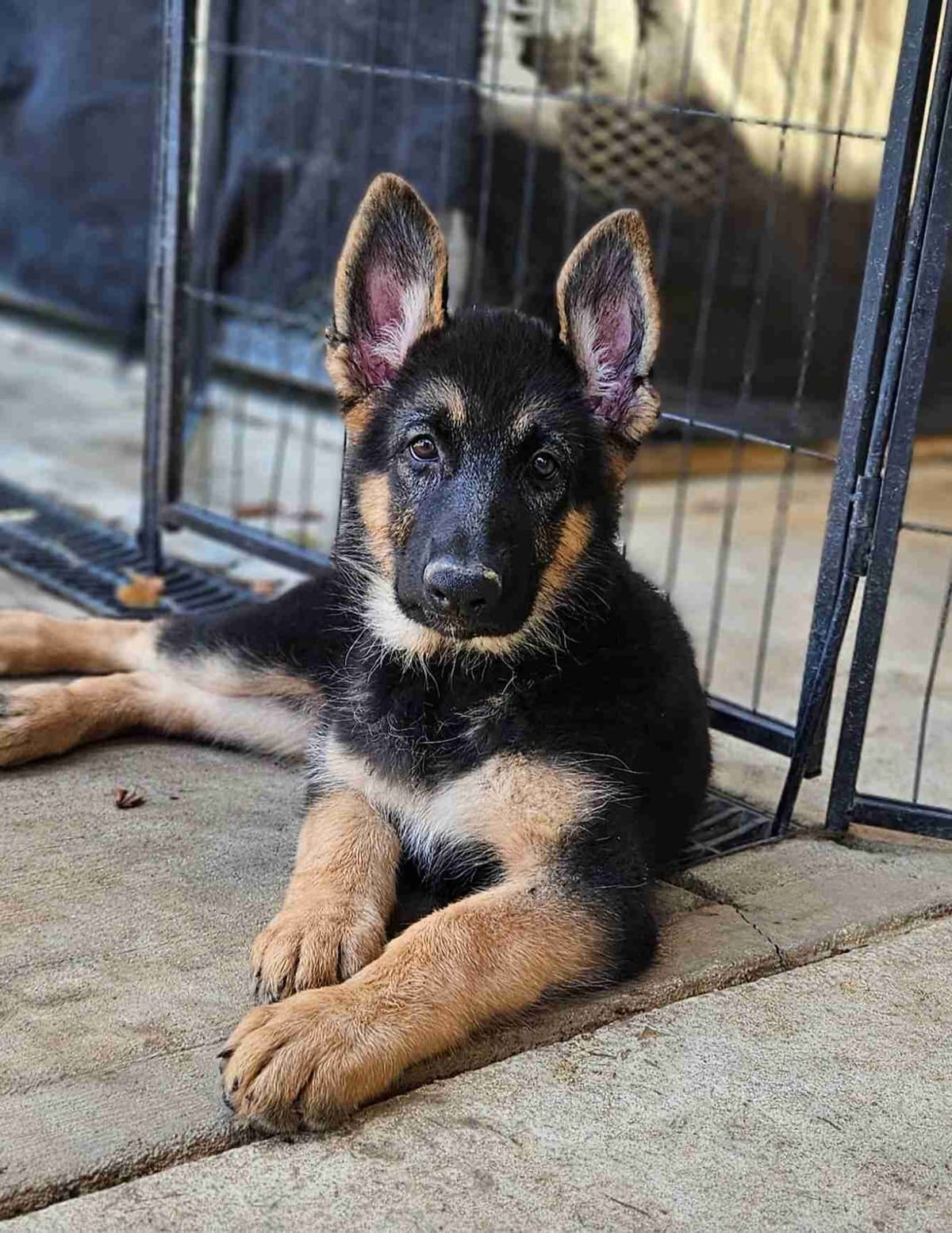 German Shepherd Dog Puppies breeder image 9