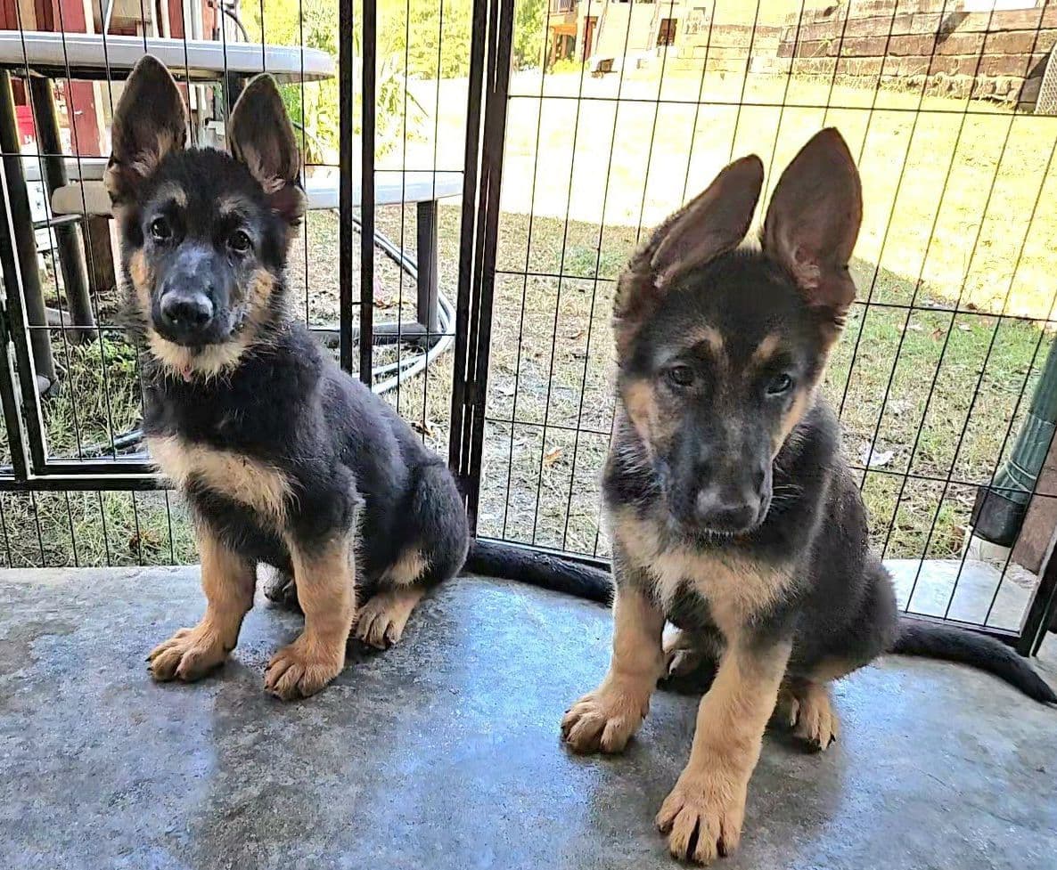 German Shepherd Dog Puppies breeder image 4