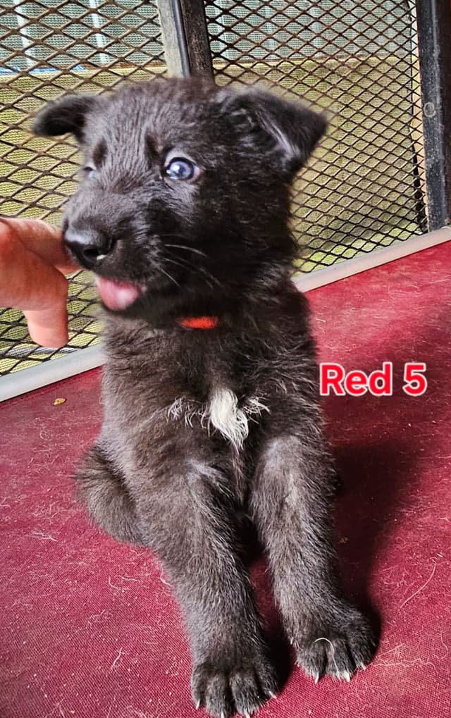 German Shepherd Dog Puppies media 3