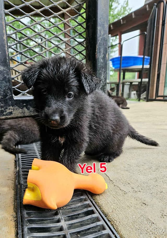 German Shepherd Dog Puppies media 4