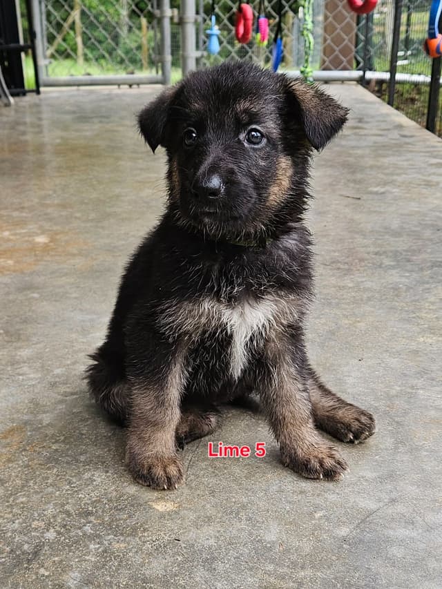 German Shepherd Dog Puppies media 5