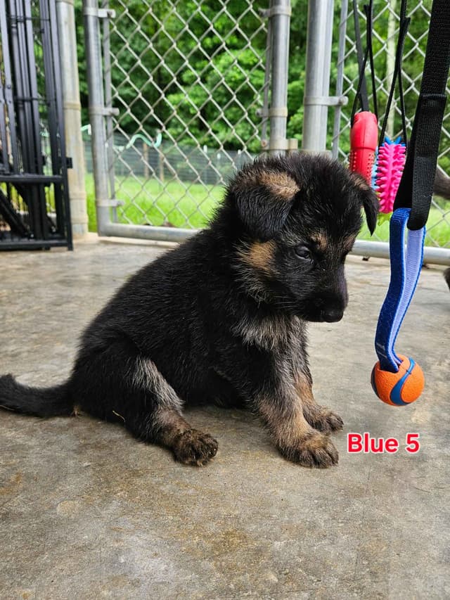 German Shepherd Dog Puppies media 6