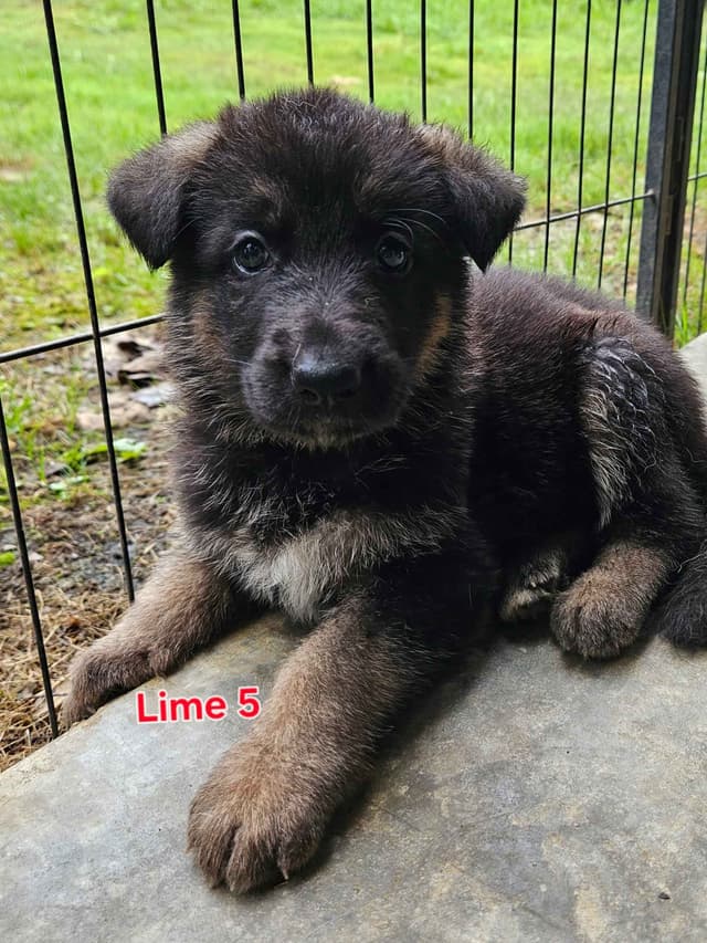 German Shepherd Dog Puppies media 7