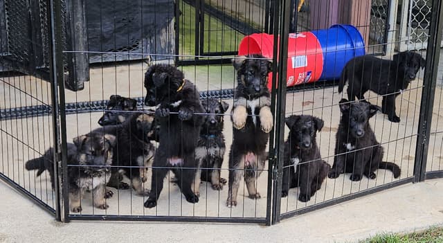 German Shepherd Dog Puppies media 8