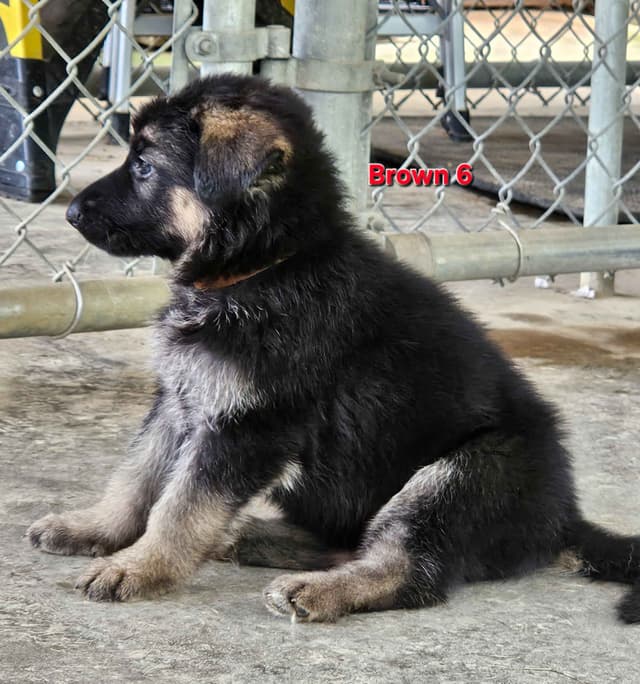German Shepherd Dog Puppies media 9