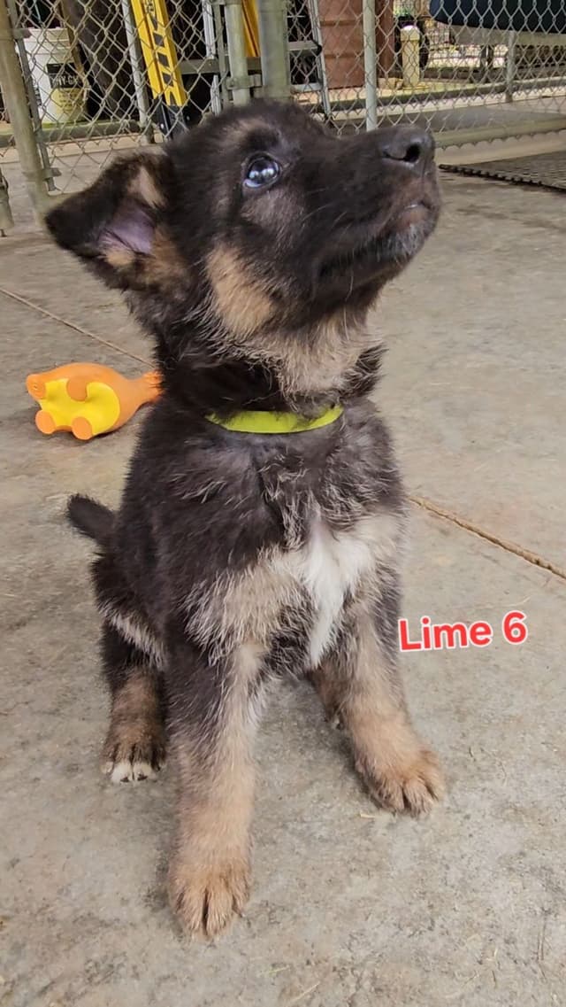 German Shepherd Dog Puppies media 10