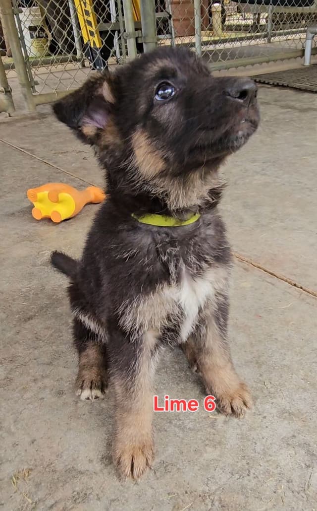 German Shepherd Dog Puppies media 11