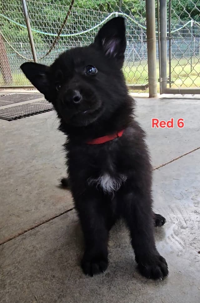 German Shepherd Dog Puppies media 12