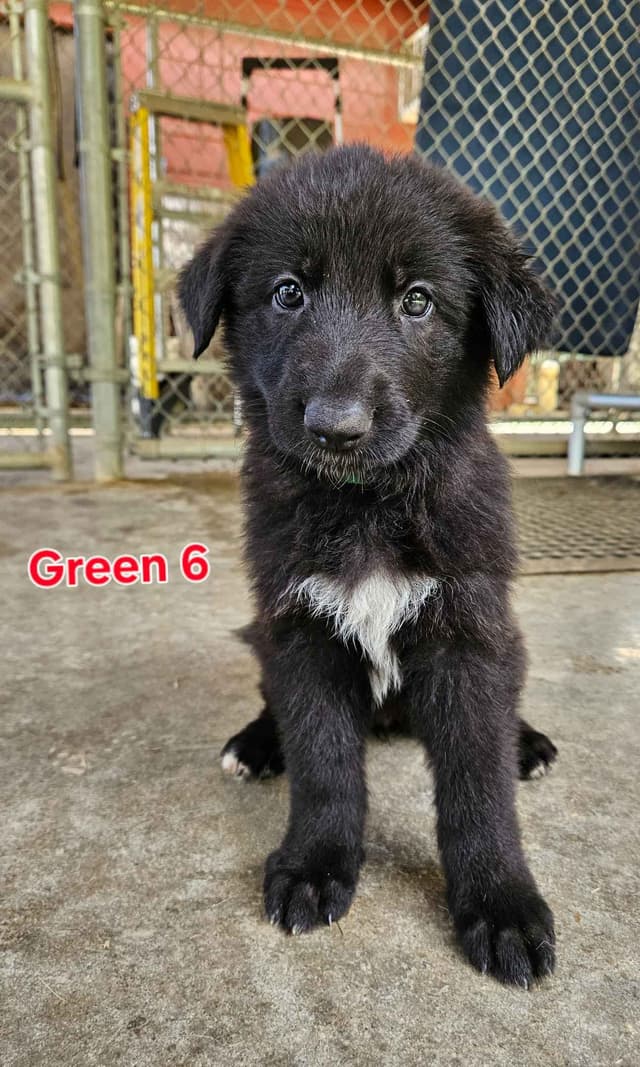 German Shepherd Dog Puppies media 13