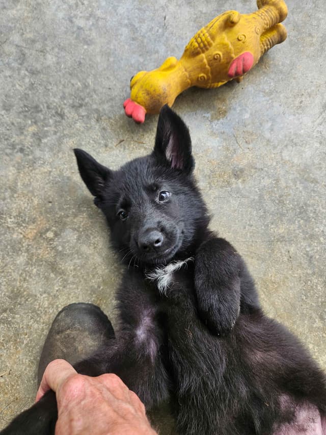 German Shepherd Dog Puppies media 14