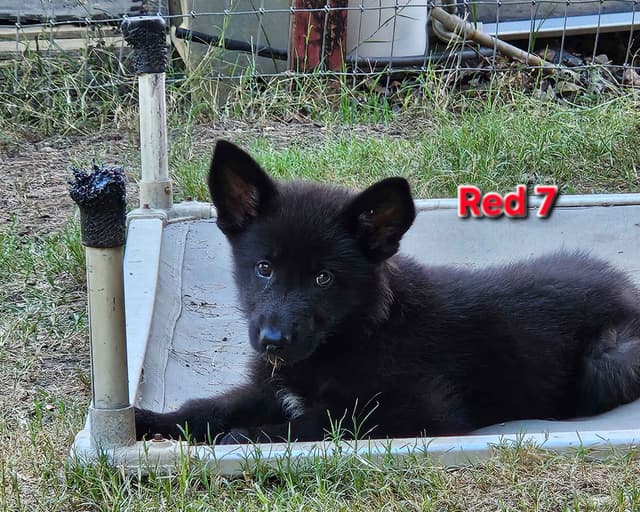 German Shepherd Dog Puppies media 15