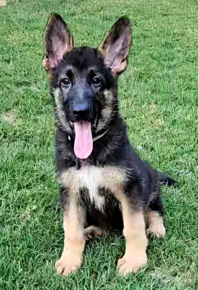 German Shepherd Dog Puppies media 17