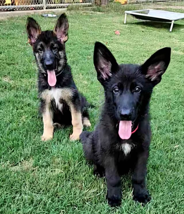 German Shepherd Dog Puppies media 2