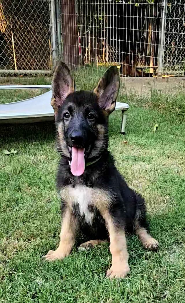 German Shepherd Dog Puppies media 16
