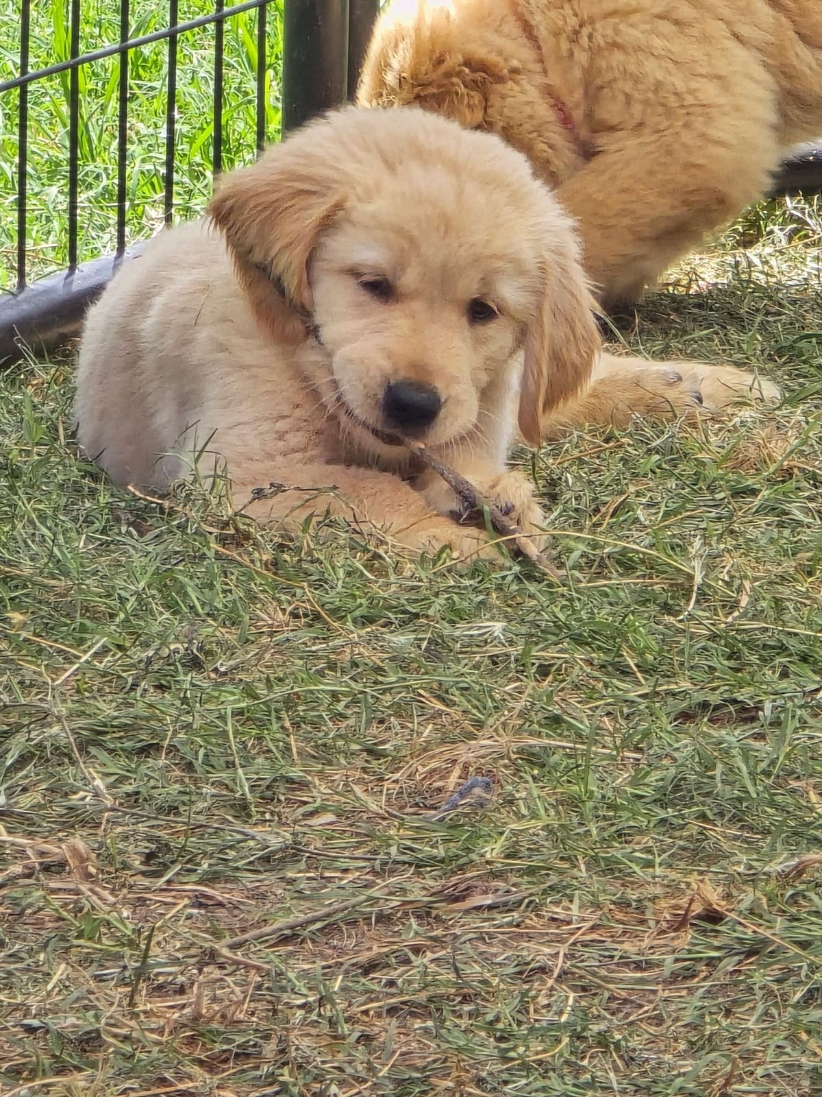 Golden Retriever Puppies breeder image 2