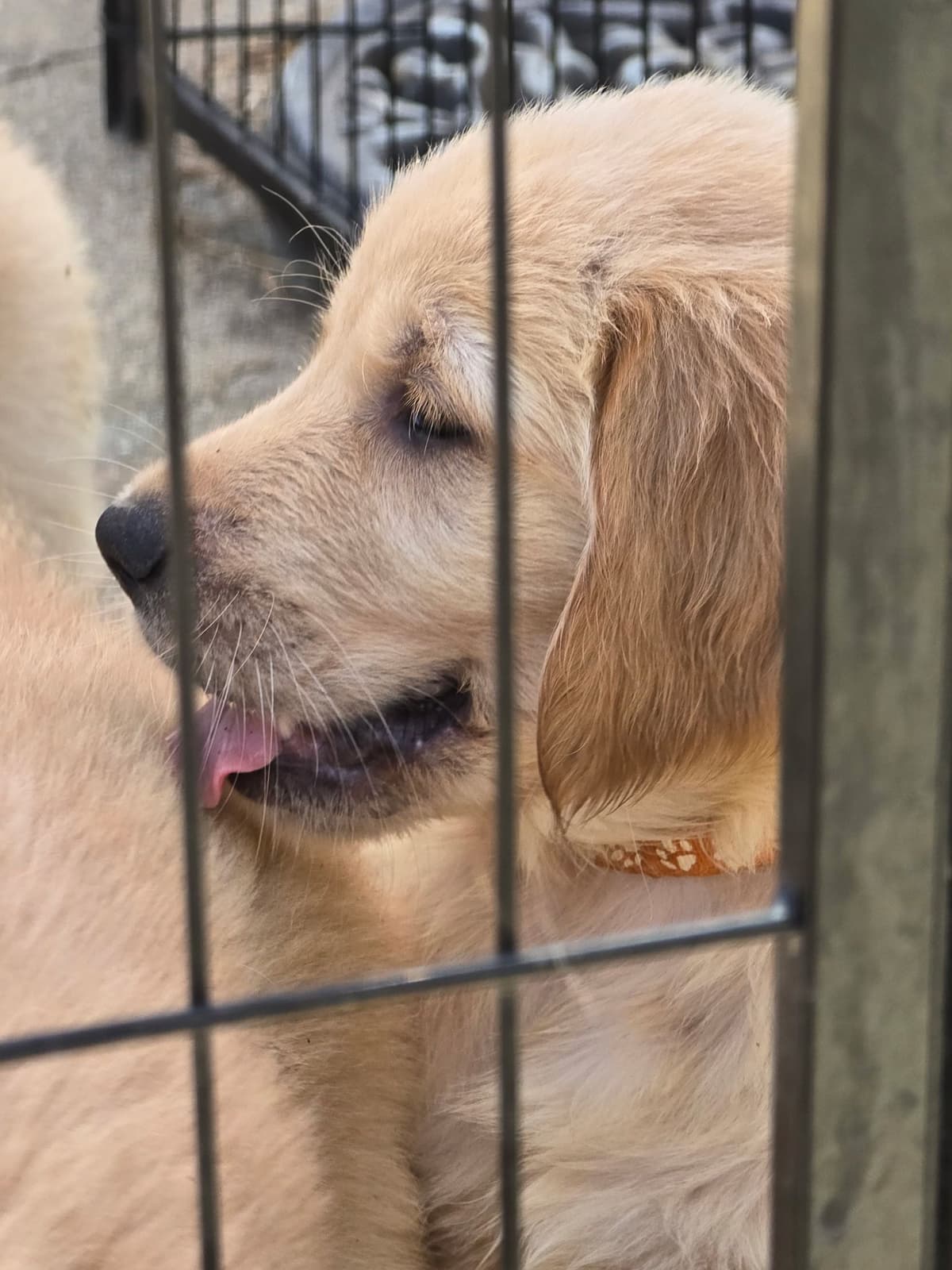 Golden Retriever Puppies breeder image 3