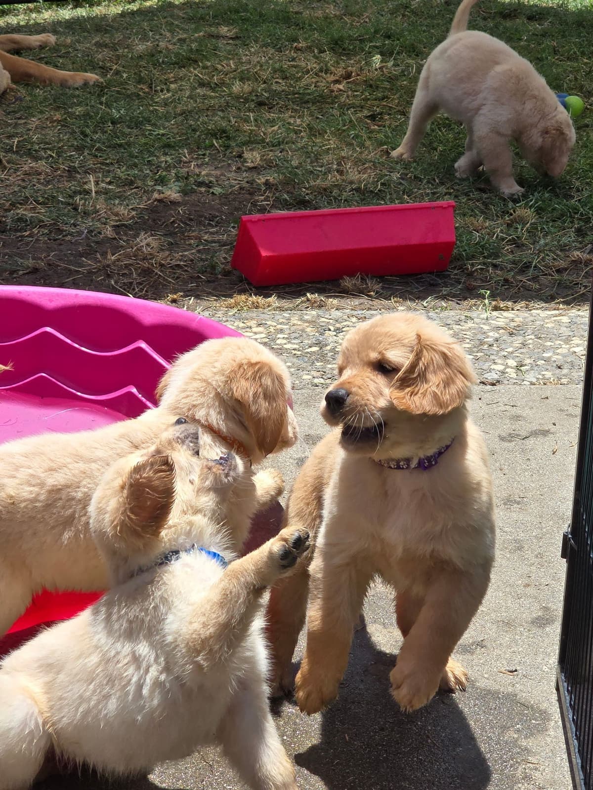 Golden Retriever Puppies breeder image 5