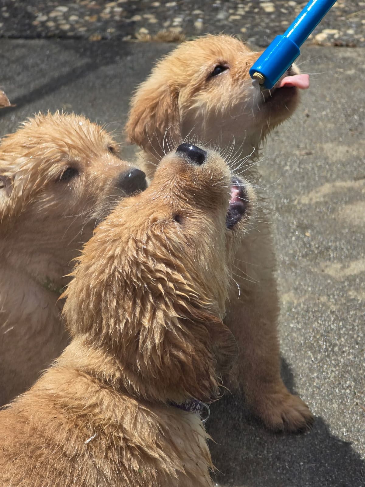 Golden Retriever Puppies breeder image 7