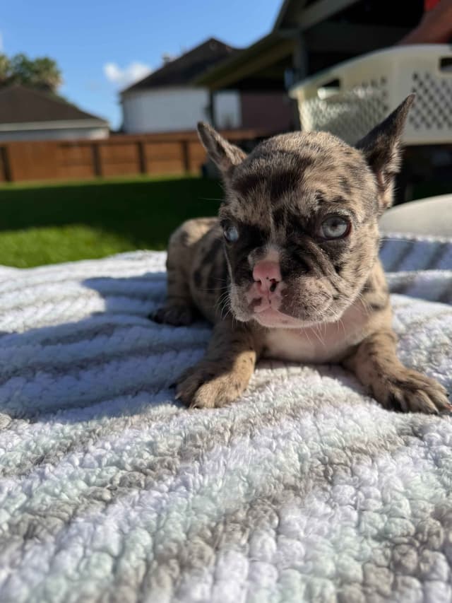 French Bulldog Puppies media 3