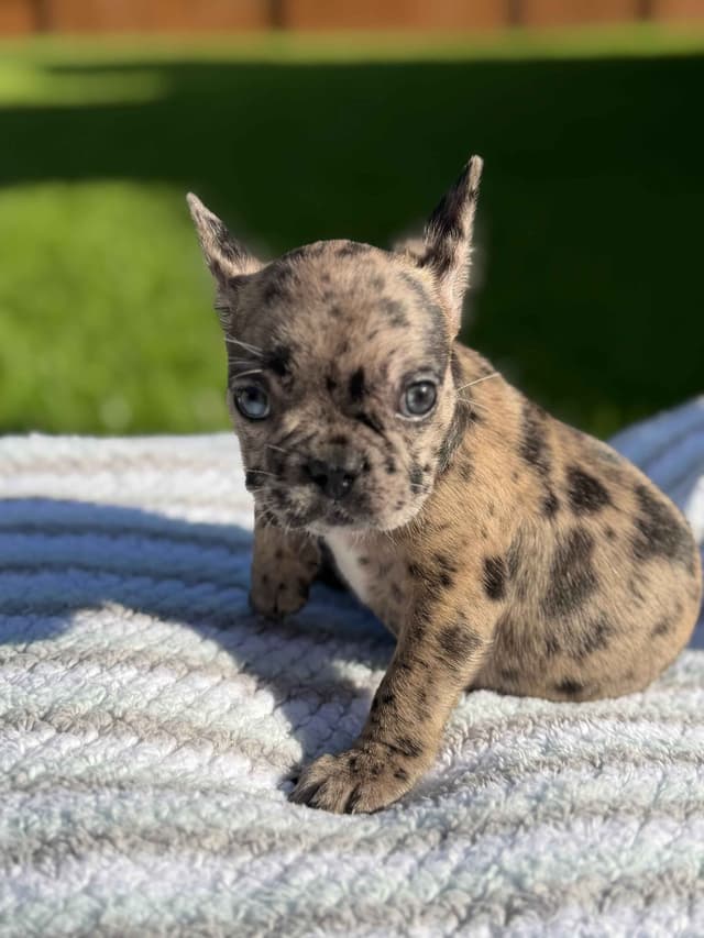 French Bulldog Puppies media 4