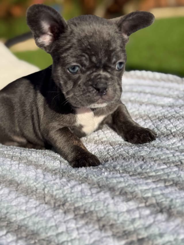 French Bulldog Puppies media 5