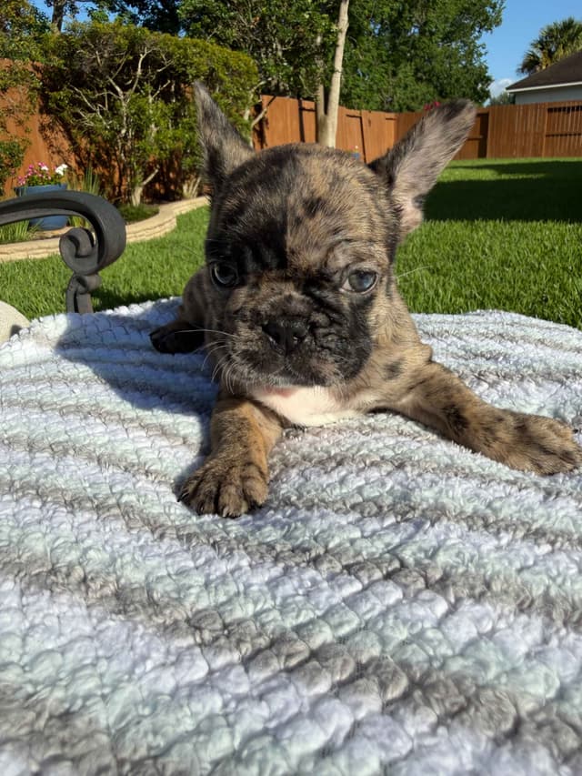 French Bulldog Puppies media 6