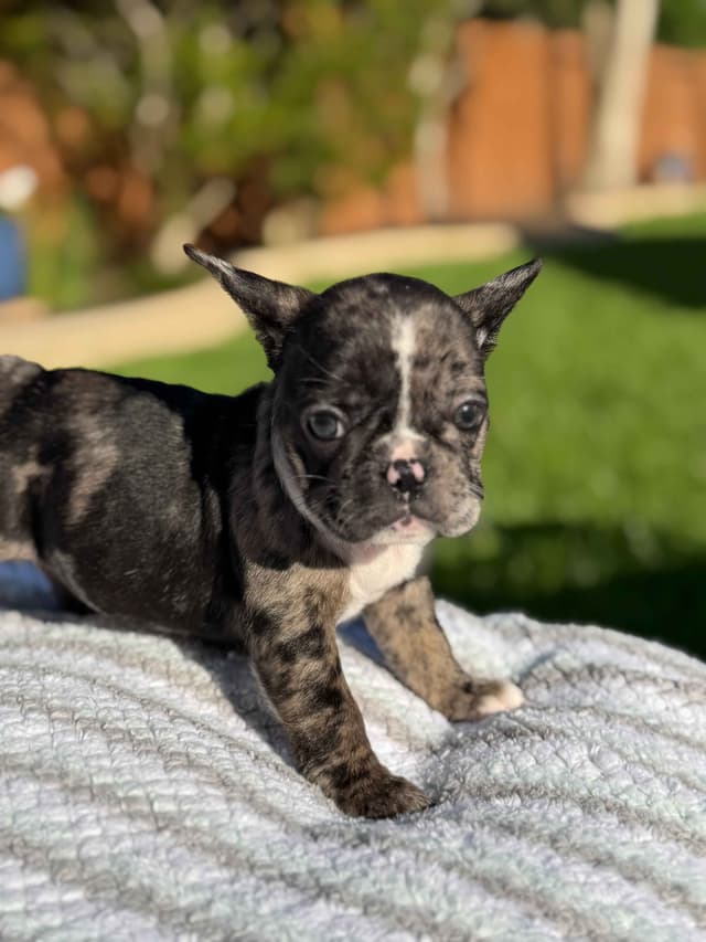 French Bulldog Puppies media 7