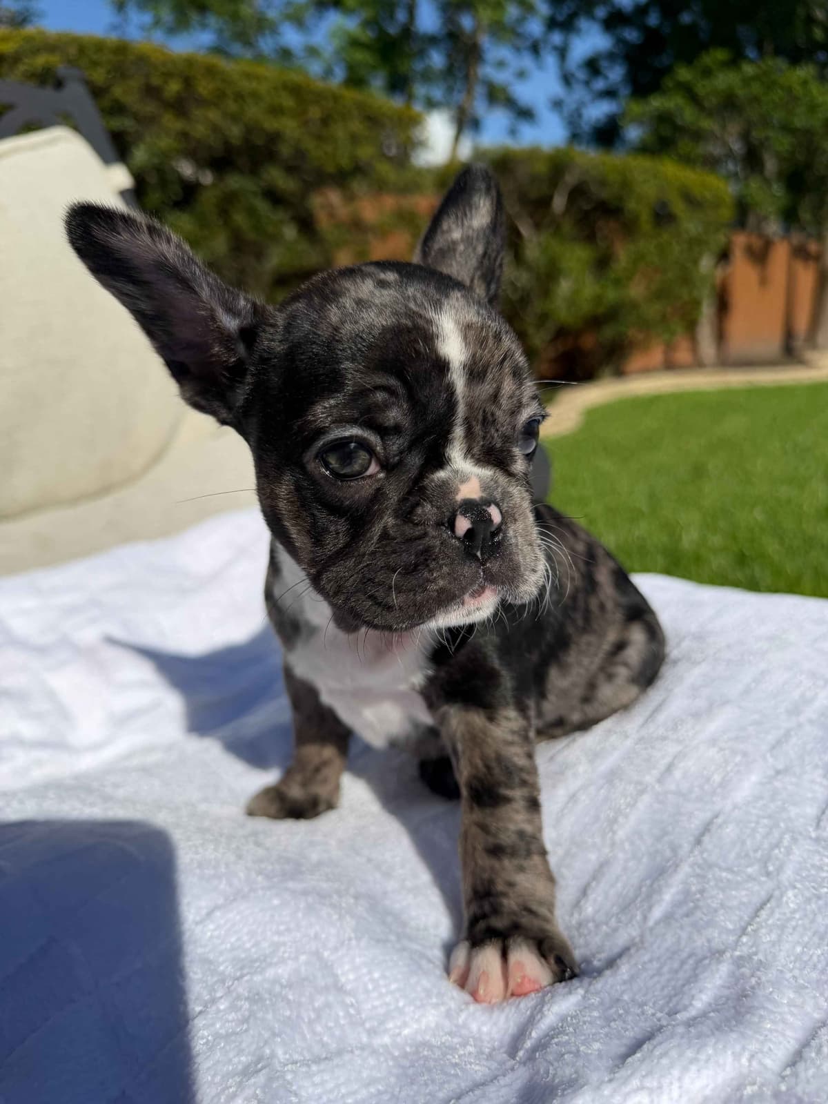 French Bulldog Puppies breeder image 3