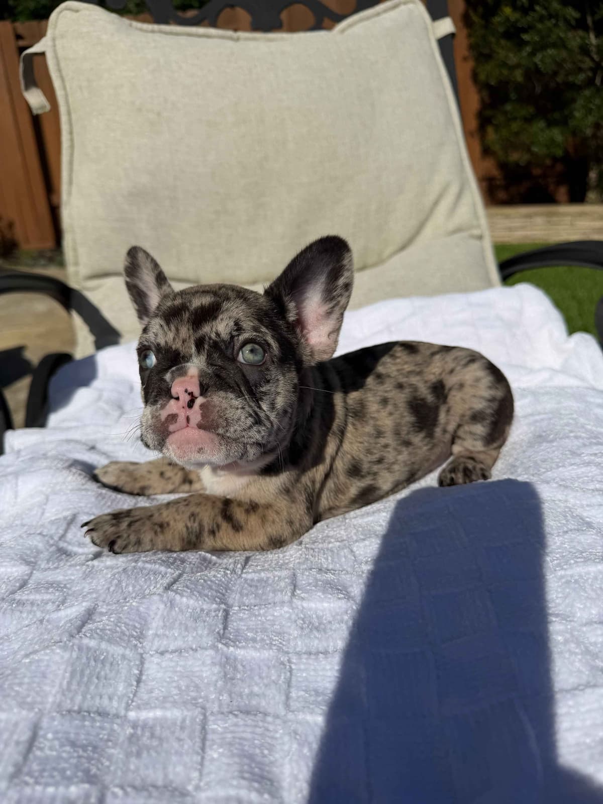 French Bulldog Puppies breeder image 2