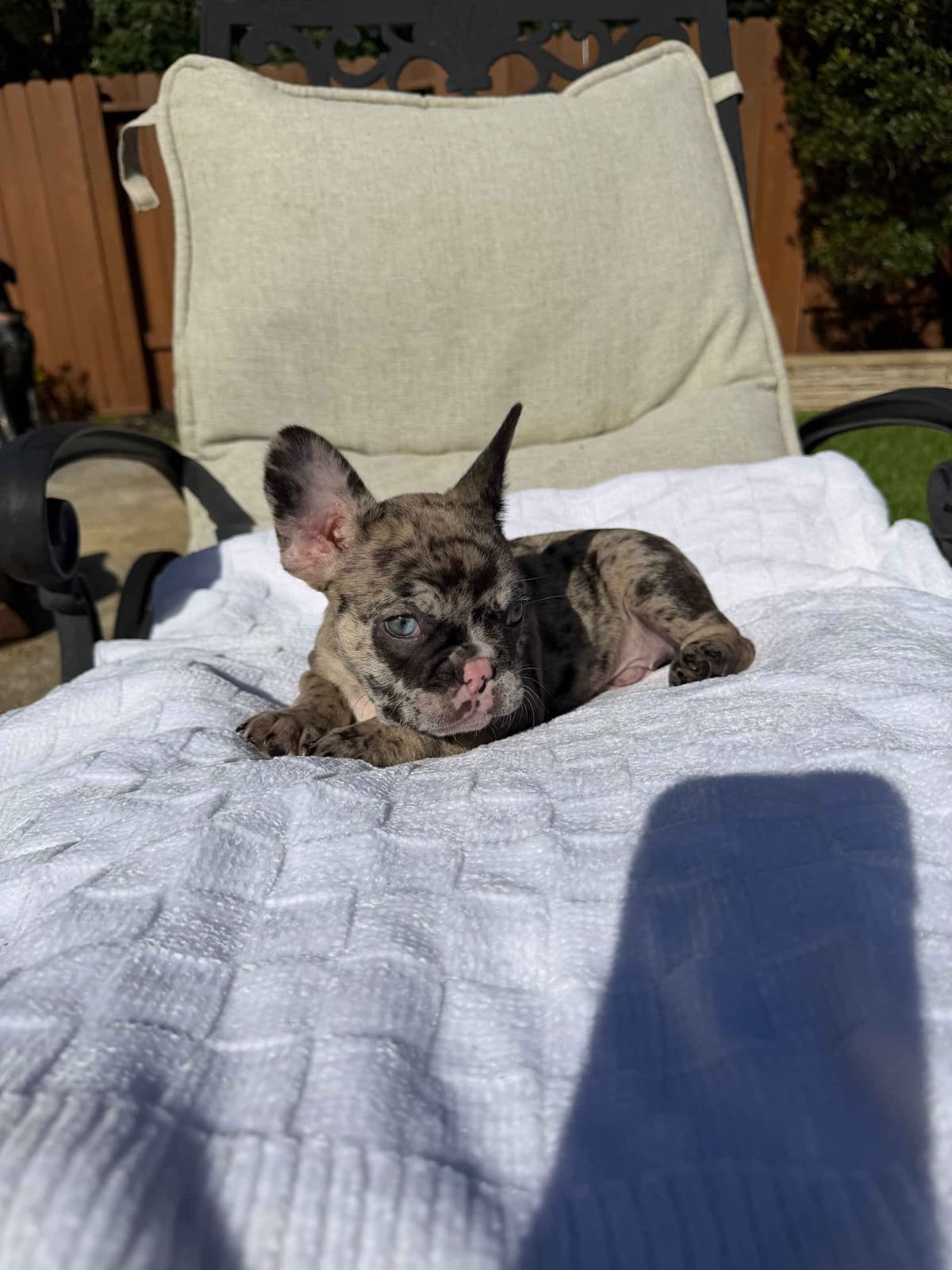 French Bulldog Puppies breeder image 1