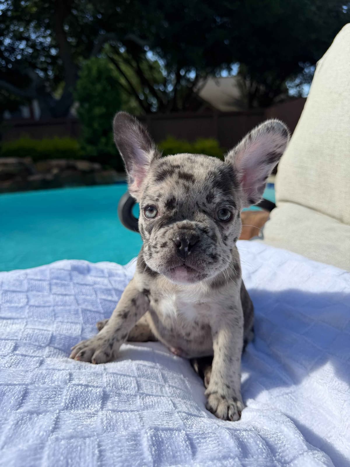 French Bulldog Puppies breeder image 4
