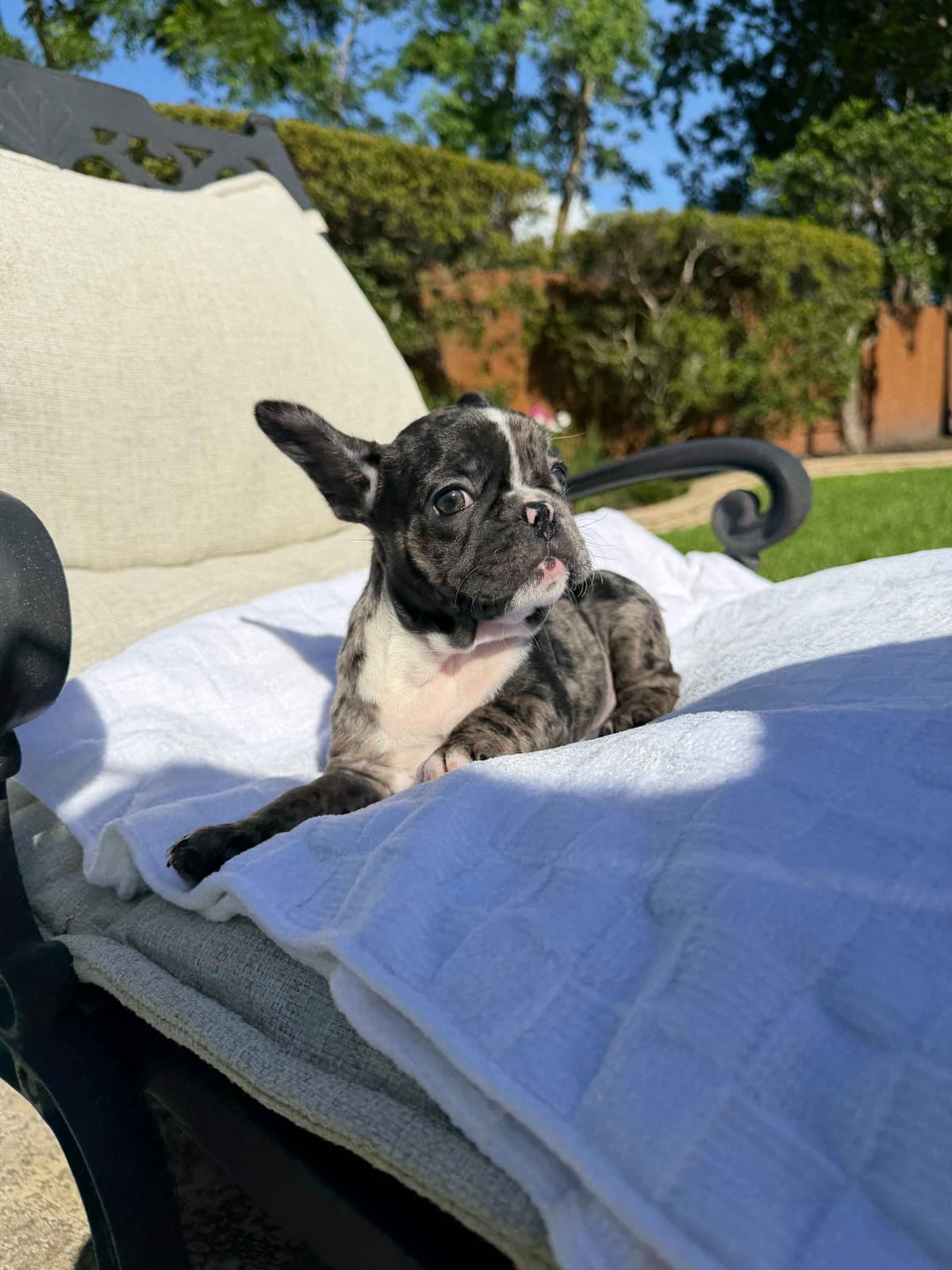 French Bulldog Puppies breeder image 7