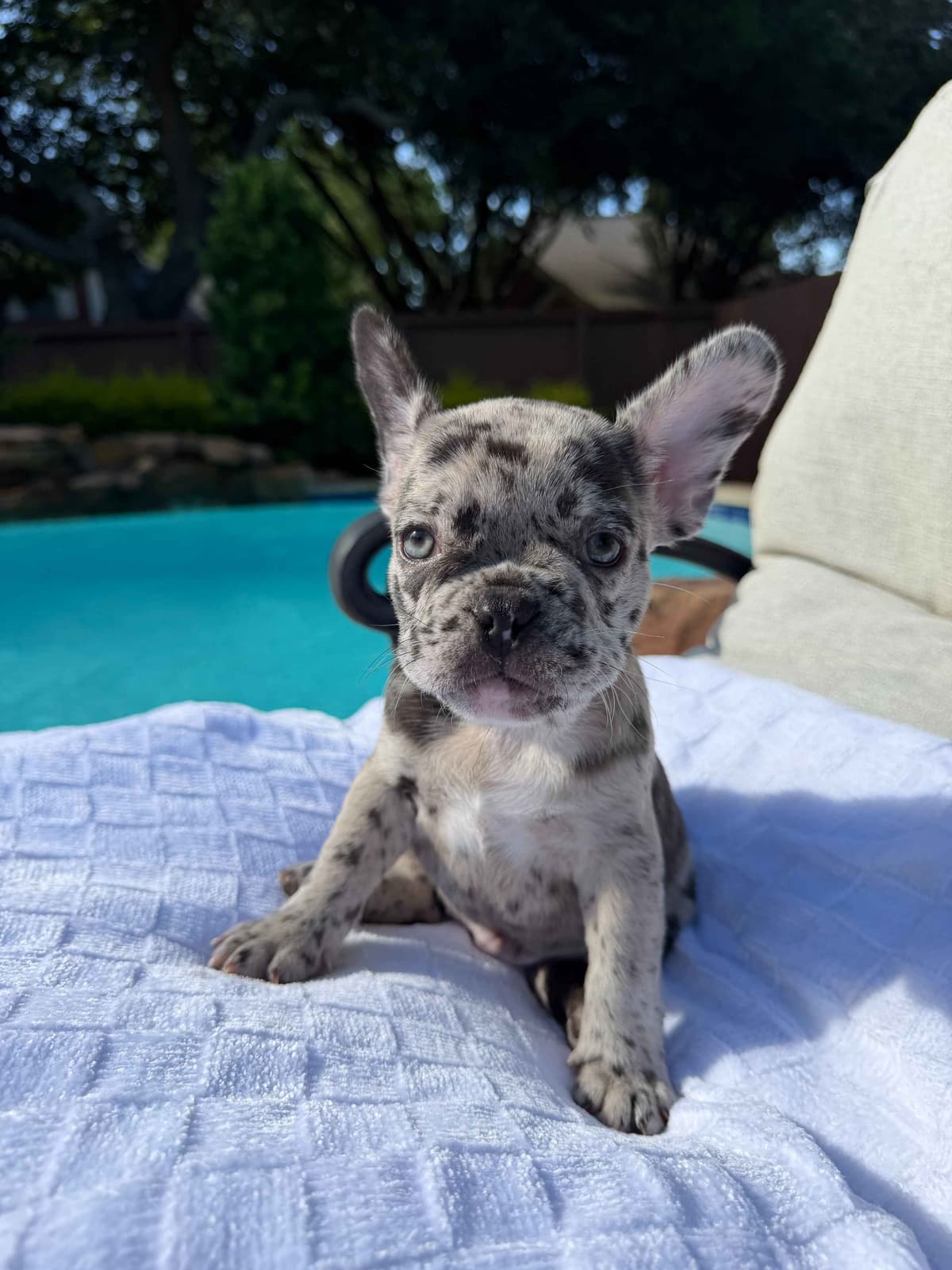 French Bulldog Puppies breeder image 5
