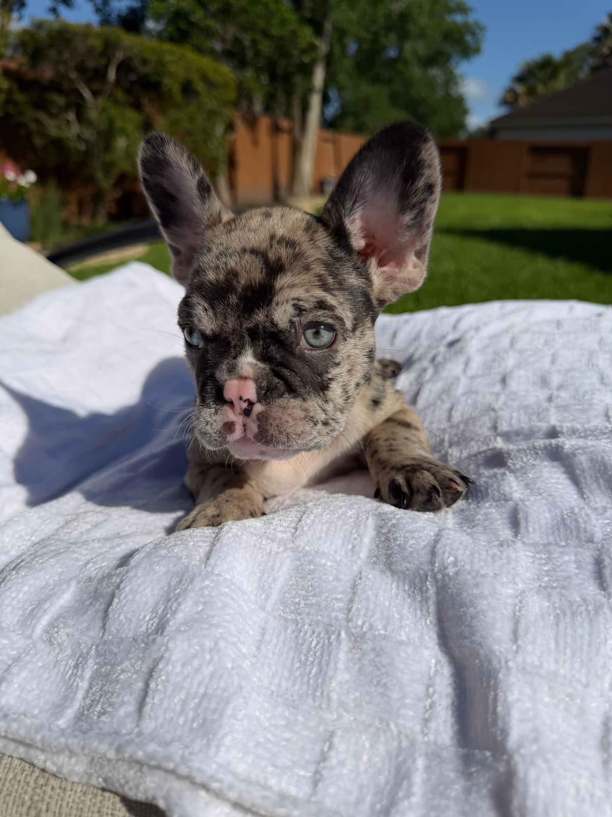 French Bulldog Puppies breeder image 8