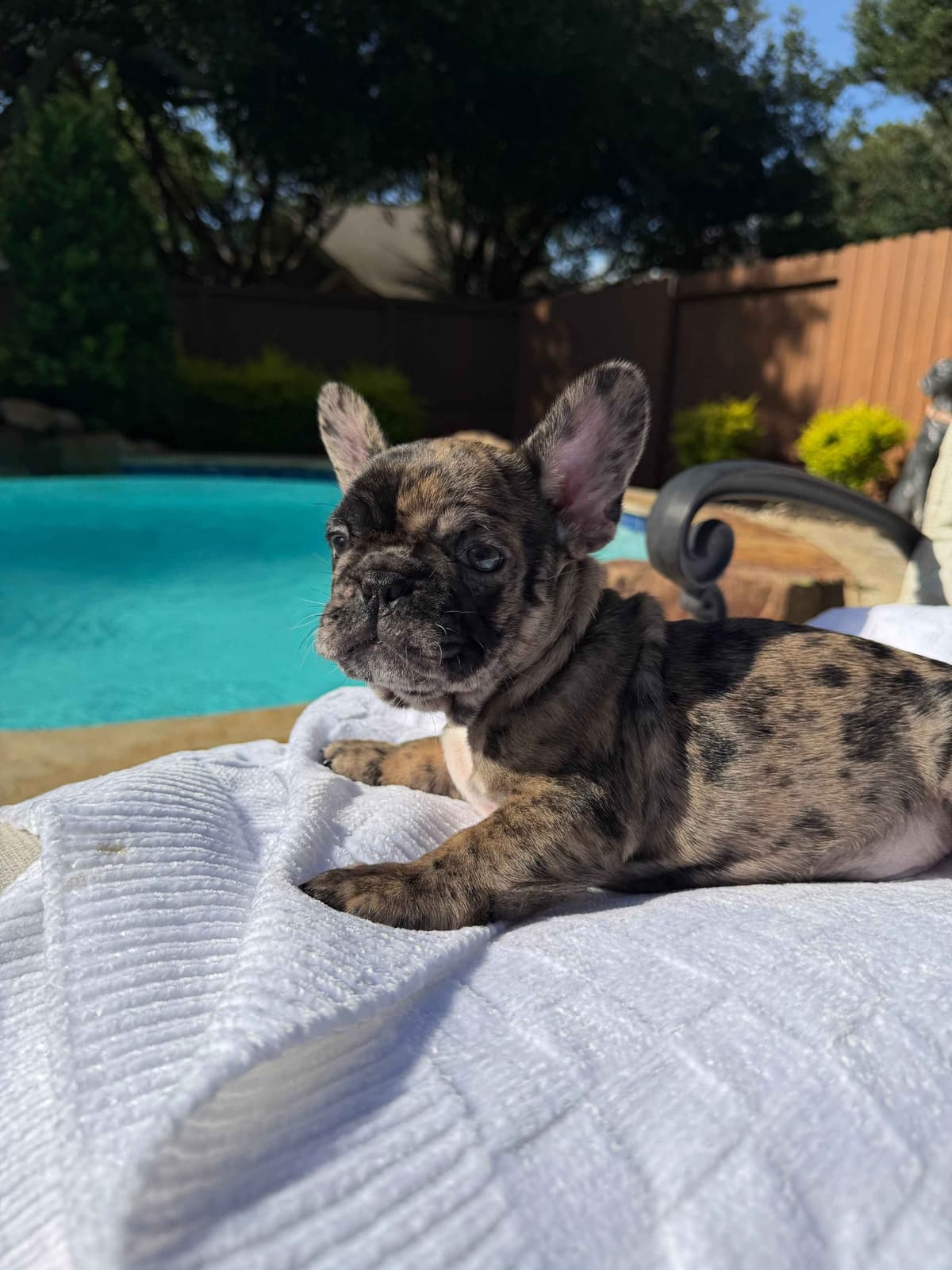French Bulldog Puppies breeder image 10