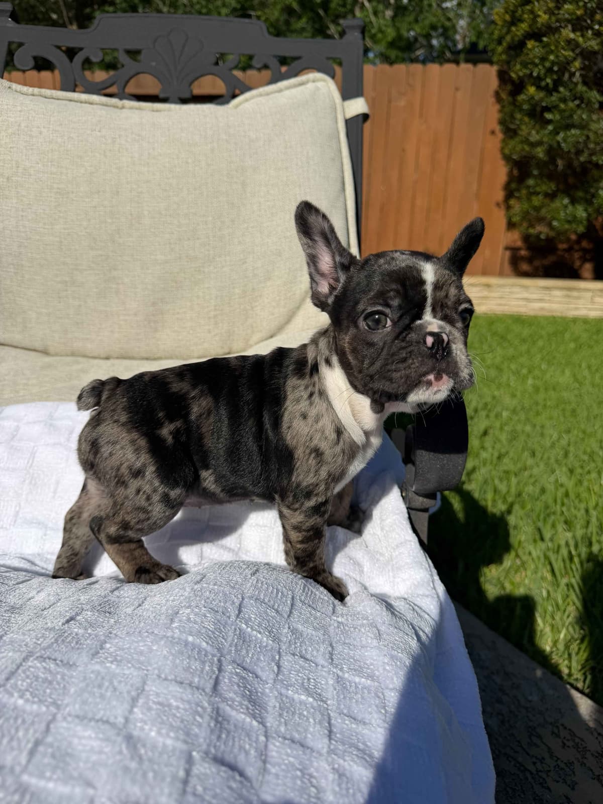 French Bulldog Puppies breeder image 11